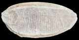 Triassic Fossil Fish (Australosomus?) In Nodule - Madagascar #53662-1